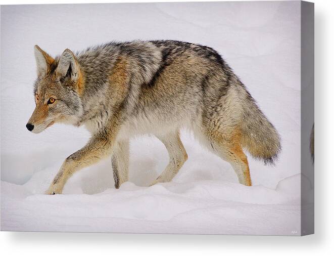 Coyote Canvas Print featuring the photograph The Hunter by Greg Norrell