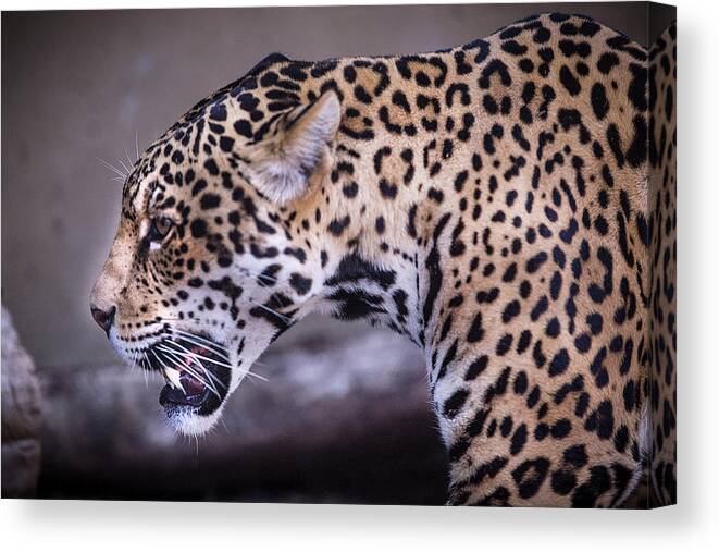 Zoo Canvas Print featuring the photograph The Jaguar by JoAnn Silva
