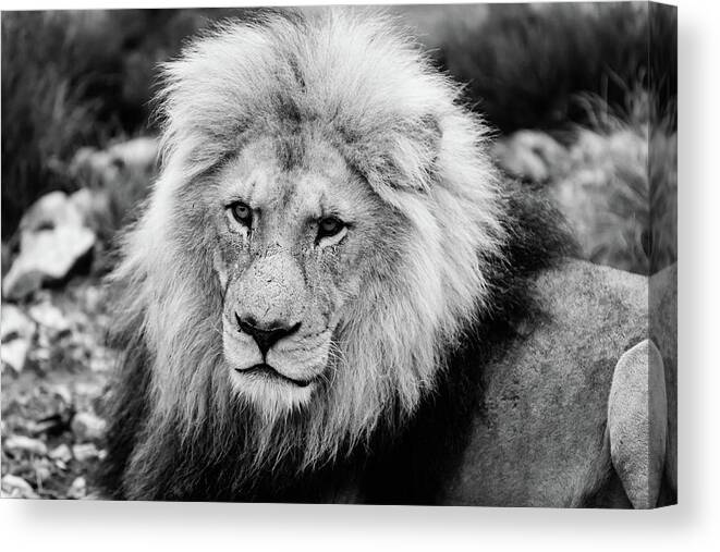 Lion Canvas Print featuring the photograph The King by Jose Vazquez