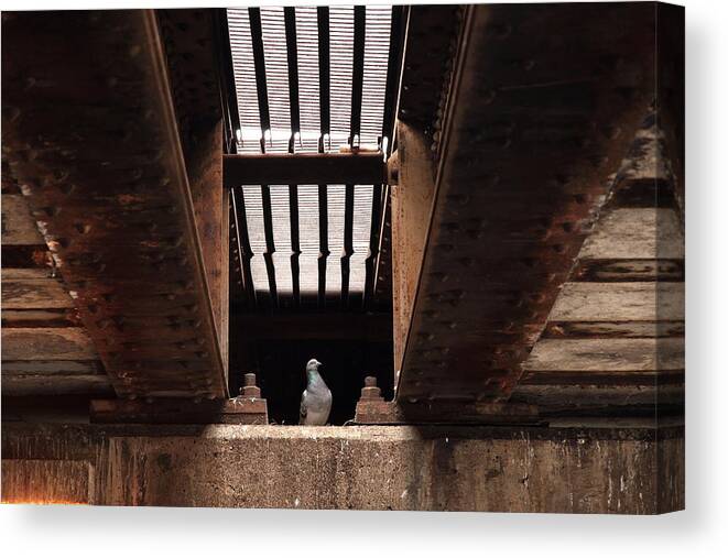Bird Canvas Print featuring the photograph The King Of Under Here by Kreddible Trout