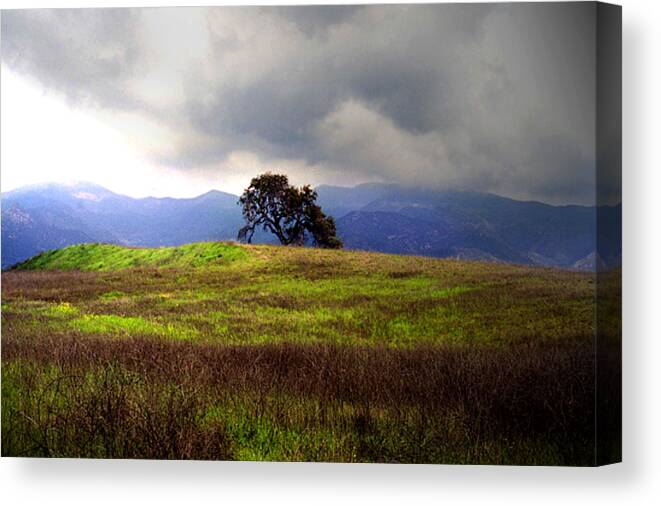 Alone Canvas Print featuring the photograph The last oak by Emanuel Tanjala