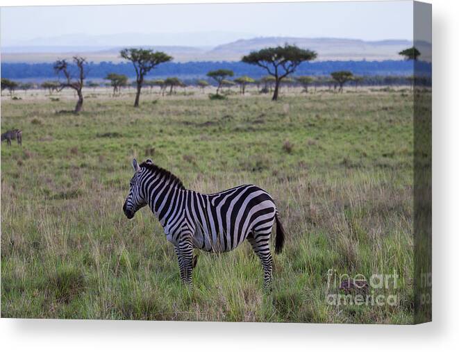 Africa Canvas Print featuring the photograph The Lonely Zebra by Karen Lewis