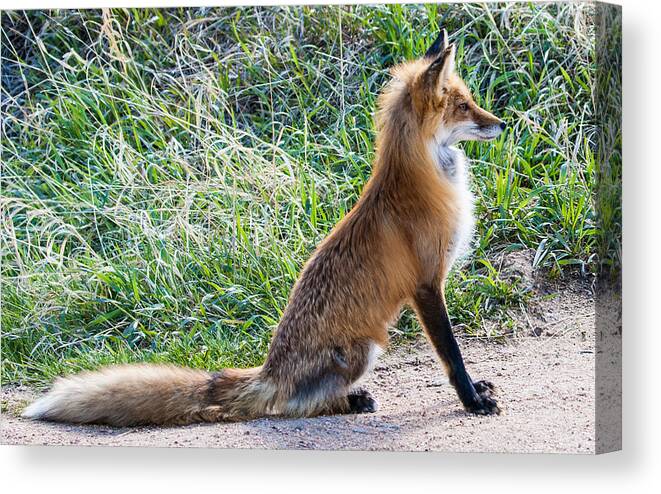 Red Fox Canvas Print featuring the photograph The Lookout by Mindy Musick King
