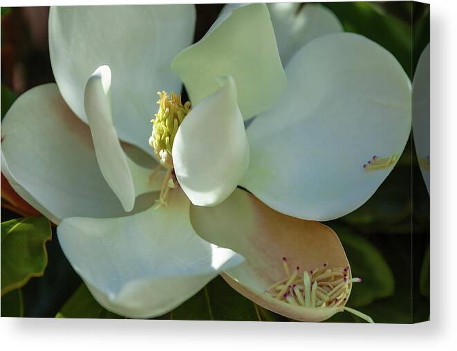 Nature Canvas Print featuring the photograph The Magnolia by Jonathan Nguyen