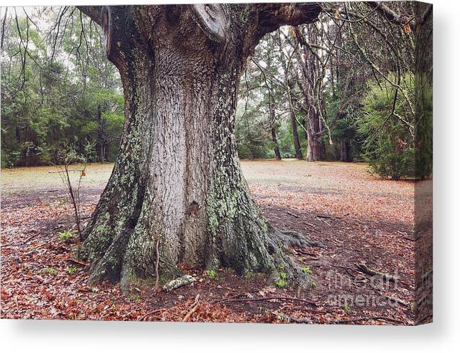 Oak Canvas Print featuring the photograph The Mighty Oak by Linda Lees