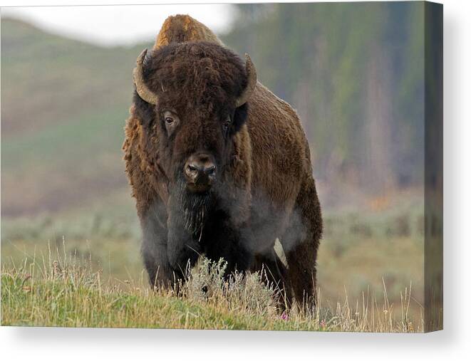 Bison Canvas Print featuring the photograph The Mighty by Sandy Sisti