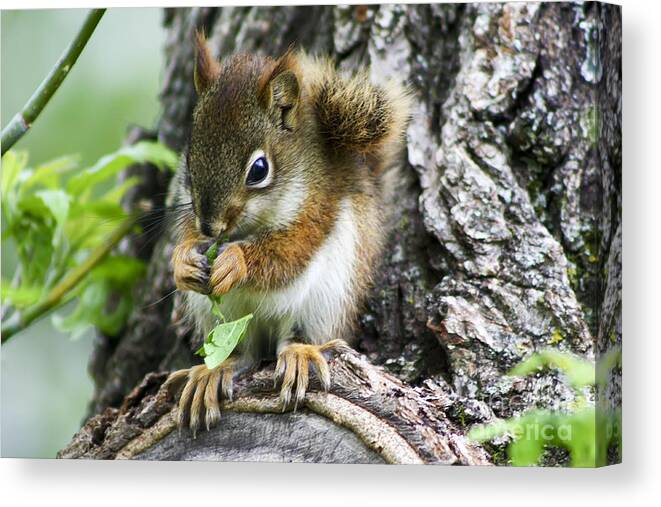 Animal Canvas Print featuring the photograph The Most Adorable Baby Squirrel by Teresa Zieba