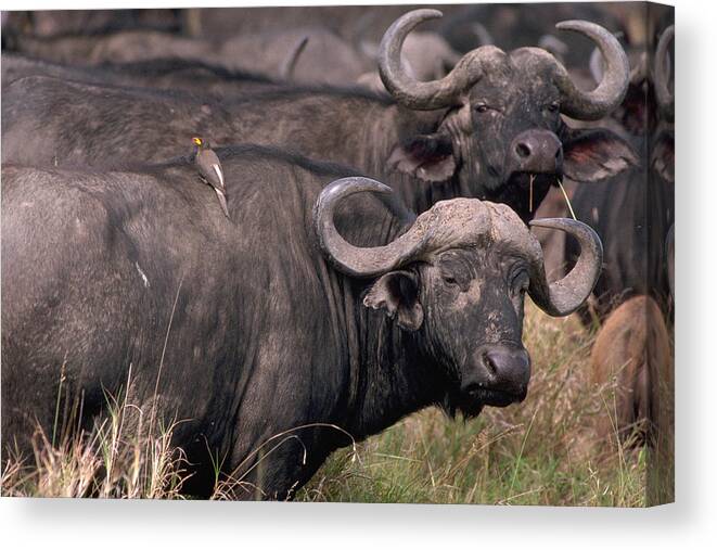 Cape Buffalo Canvas Print featuring the photograph The Most Dangerous Game by Carl Purcell