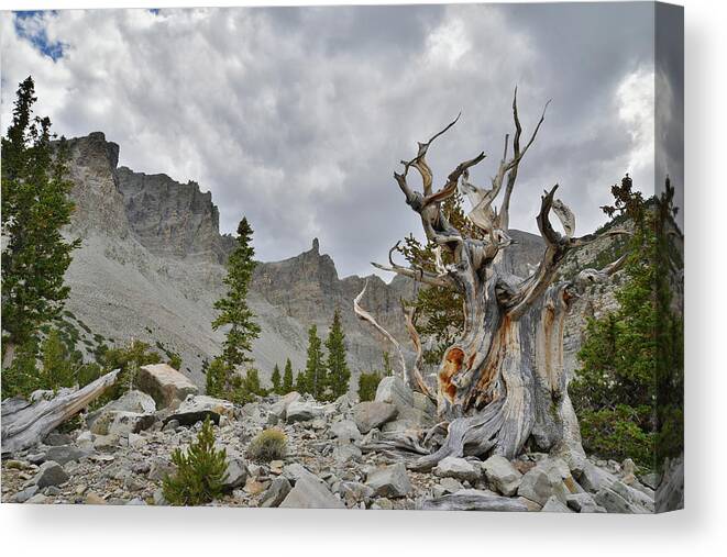 Great Basin National Park Canvas Print featuring the photograph The Muench Tree and Wheeler Peak by Ray Mathis