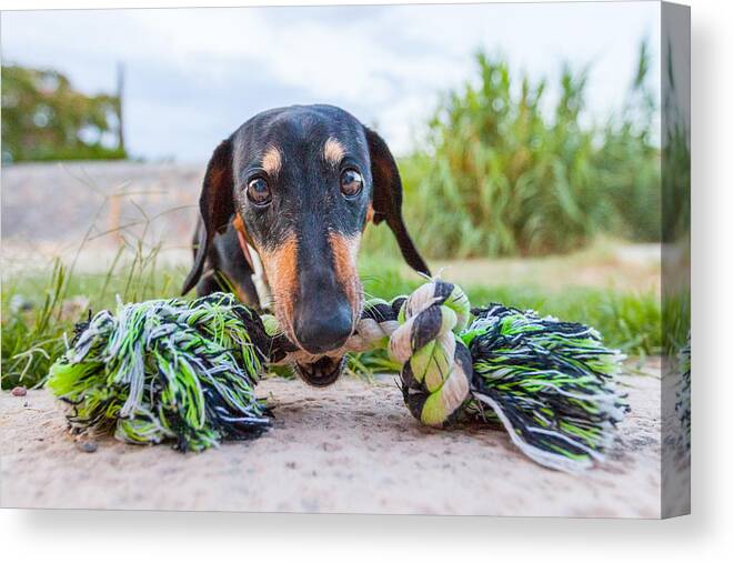 Bubbles Canvas Print featuring the photograph The Object of Bubbles' Obsession by SR Green