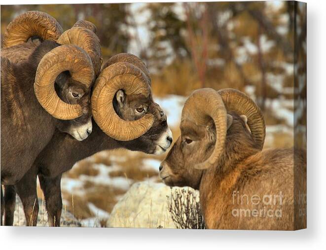 Bighorn Sheep Canvas Print featuring the photograph The Odd Man Out by Adam Jewell