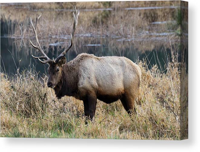 Elk Canvas Print featuring the photograph The Old Bull by Steven Clark