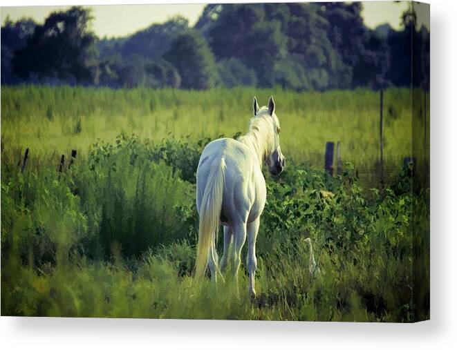 Animals Canvas Print featuring the photograph The Old Grey Mare by Jan Amiss Photography