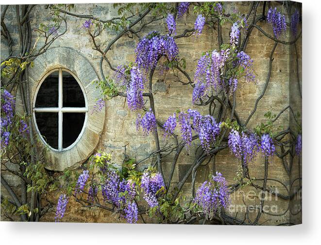 Wisteria Canvas Print featuring the photograph The Oval Window by Tim Gainey