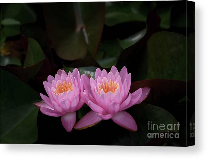 Flower Canvas Print featuring the photograph The Perfect Couple by Andrea Silies