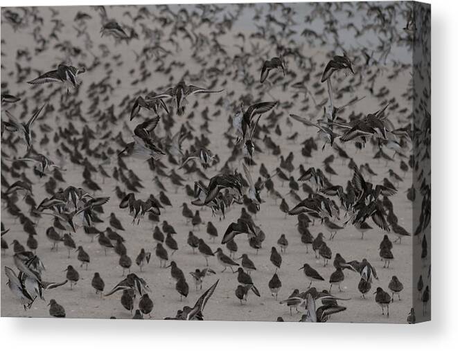 Pipers Canvas Print featuring the photograph The Piping Plovers by Christopher J Kirby