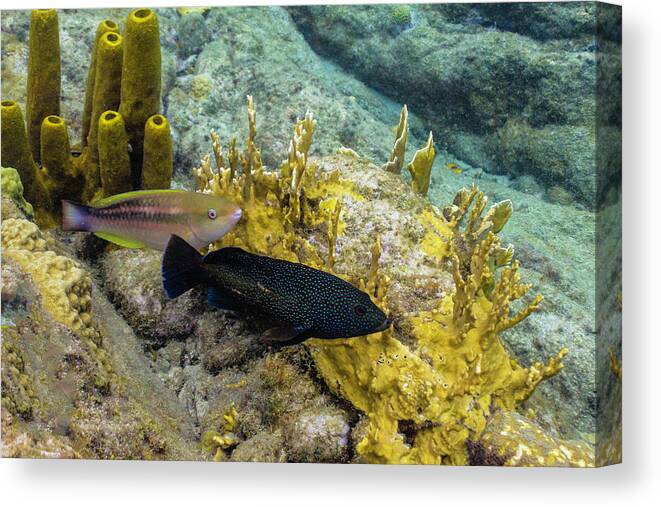 Ocean Canvas Print featuring the photograph The Princess and the Grouper by Lynne Browne