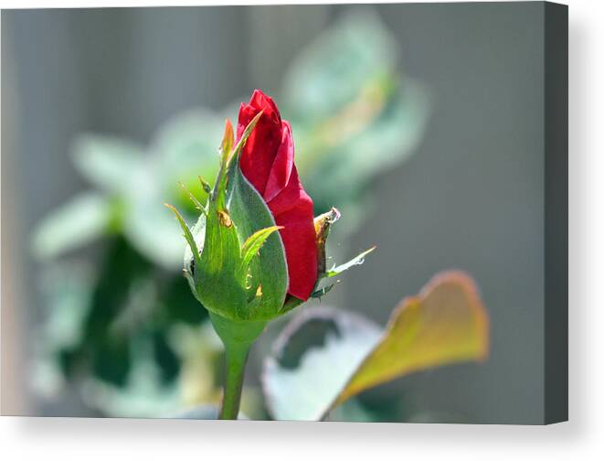 Teresa Blanton Canvas Print featuring the photograph The Promise of Beauty by Teresa Blanton