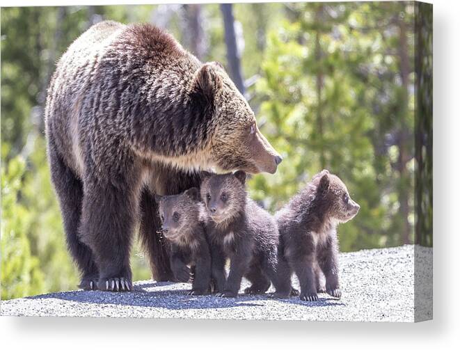 Yellowstone Canvas Print featuring the photograph The Protector by Kevin Dietrich