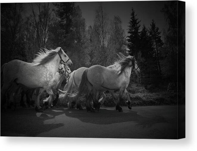 Horse Canvas Print featuring the photograph The Queen's Horses by Dorit Fuhg
