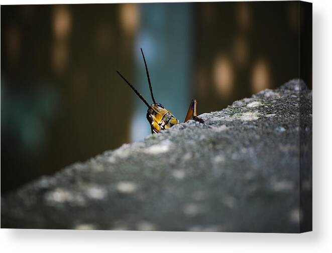 Bugs Canvas Print featuring the photograph The Real Hopper by Robert Meanor