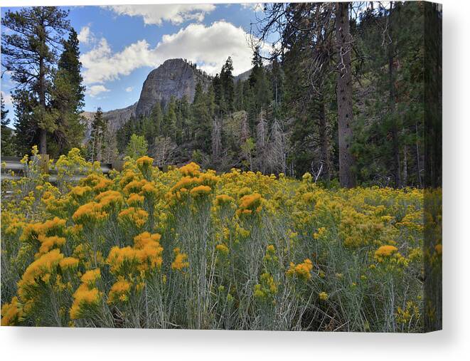 Humboldt-toiyabe National Forest Canvas Print featuring the photograph The Road to Mt. Charleston Natural Area by Ray Mathis