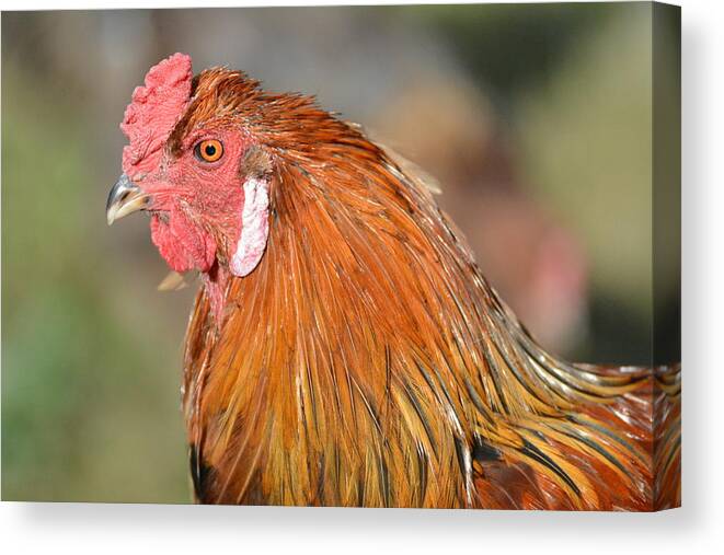 Rooster Canvas Print featuring the photograph The Rooster in Charge by Michael Hall