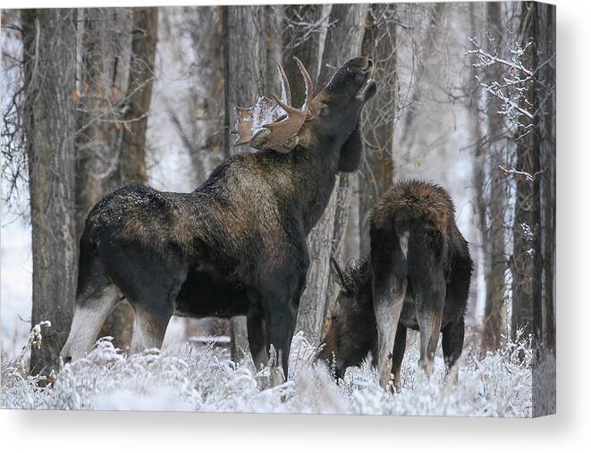 Flehmen Canvas Print featuring the photograph The Rut by Gary Hall