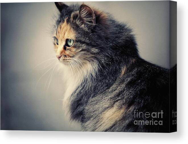 Cat Canvas Print featuring the photograph The Sad Street Cat by Dimitar Hristov