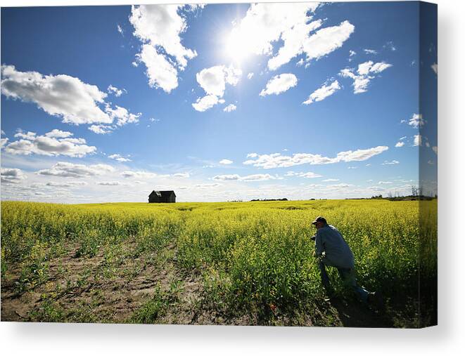 Canola Canvas Print featuring the photograph The Saskatchewan Prairies by Ryan Crouse