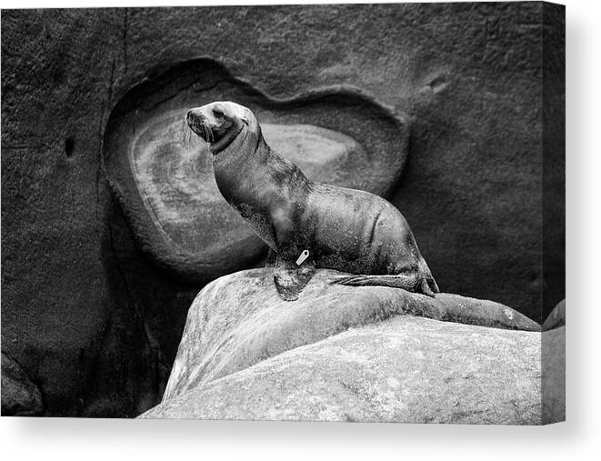  Canvas Print featuring the photograph The Sea Lion King by Mike Trueblood