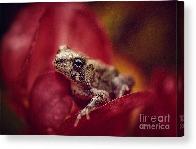 Frog Canvas Print featuring the photograph The Secret World Of Peepers by Lois Bryan