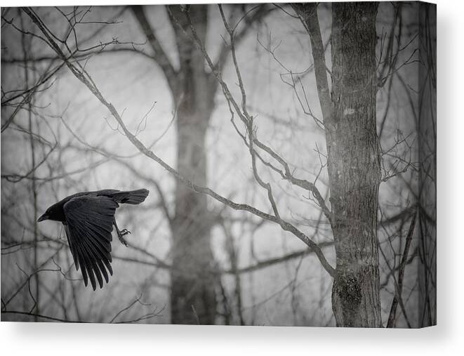 Crow Canvas Print featuring the photograph The Sentinel by Angie Rea