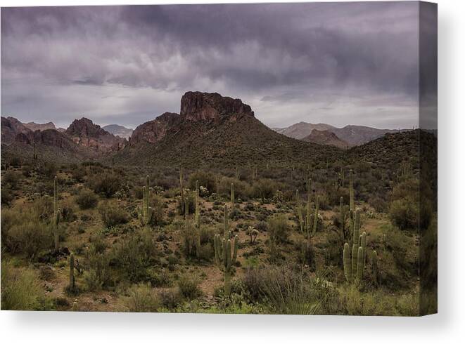 Arizona Canvas Print featuring the photograph The Sentinels of the Sonoran Desert by Saija Lehtonen