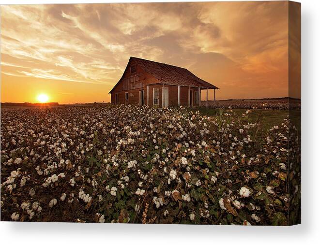 Cotton Canvas Print featuring the photograph The Sharecropper Shack by Eilish Palmer