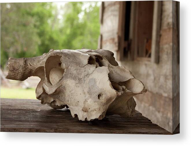 George Ranch Canvas Print featuring the photograph The Skull by James Woody