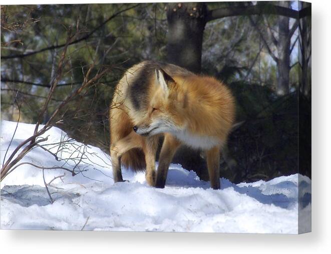 Red Fox Canvas Print featuring the photograph The sly Red Fox by Asbed Iskedjian