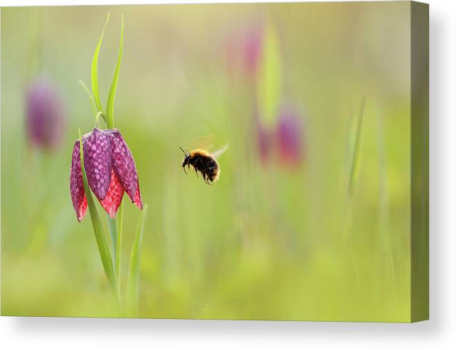 Flower Canvas Print featuring the photograph The Snake's Head and the Bumblebee - Fritillaria meleagris by Roeselien Raimond