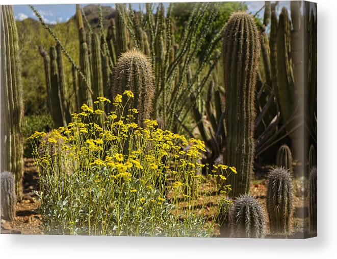 Flowers Canvas Print featuring the photograph The Song Of The Sonoran Desert by Lucinda Walter