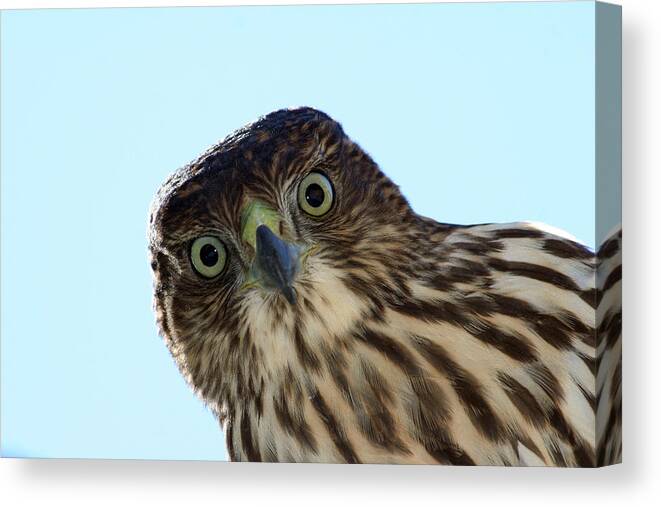 Wildlife Canvas Print featuring the photograph The Staring Competition by Holly Ethan