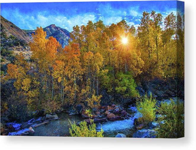 Autumn Canvas Print featuring the photograph The Stars of Autumn by Lynn Bauer
