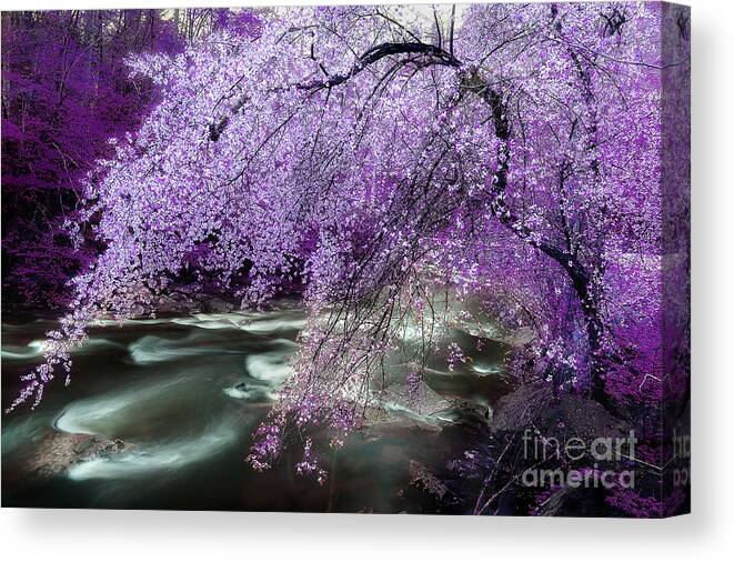 Spring Tree Canvas Print featuring the photograph The Stream's Healing Rhythm by Michael Eingle