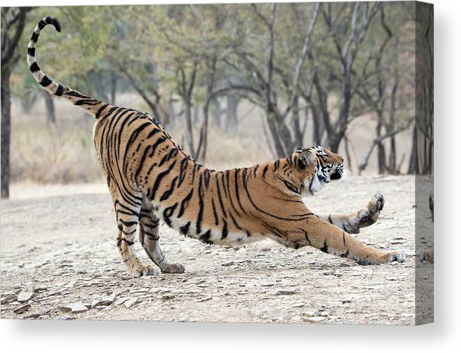 Tiger Canvas Print featuring the photograph The Stretch by Pravine Chester