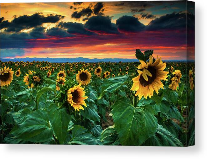 Aster Canvas Print featuring the photograph The Summer Winds by John De Bord