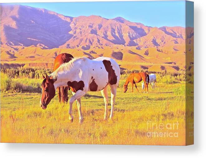 Horse Canvas Print featuring the photograph 'The Sundowners' by Gus McCrea