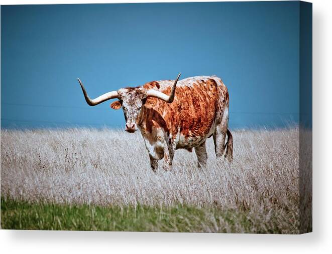 Longhorn Canvas Print featuring the photograph The Texas Longhorn by Linda Unger