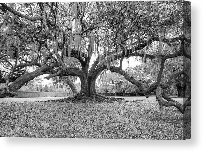 New Orleans Canvas Print featuring the photograph The Tree of Life monochrome by Steve Harrington
