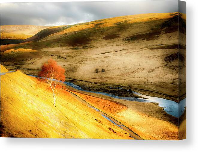 Tree Canvas Print featuring the photograph The Tree of Light by Christopher Maxum