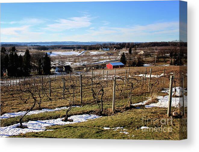Vineyard Canvas Print featuring the photograph The Vineyard on Old Mission by Laura Kinker