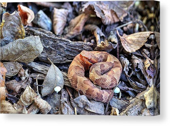 Cottonmouth Canvas Print featuring the photograph The Western Cottonmouth by JC Findley